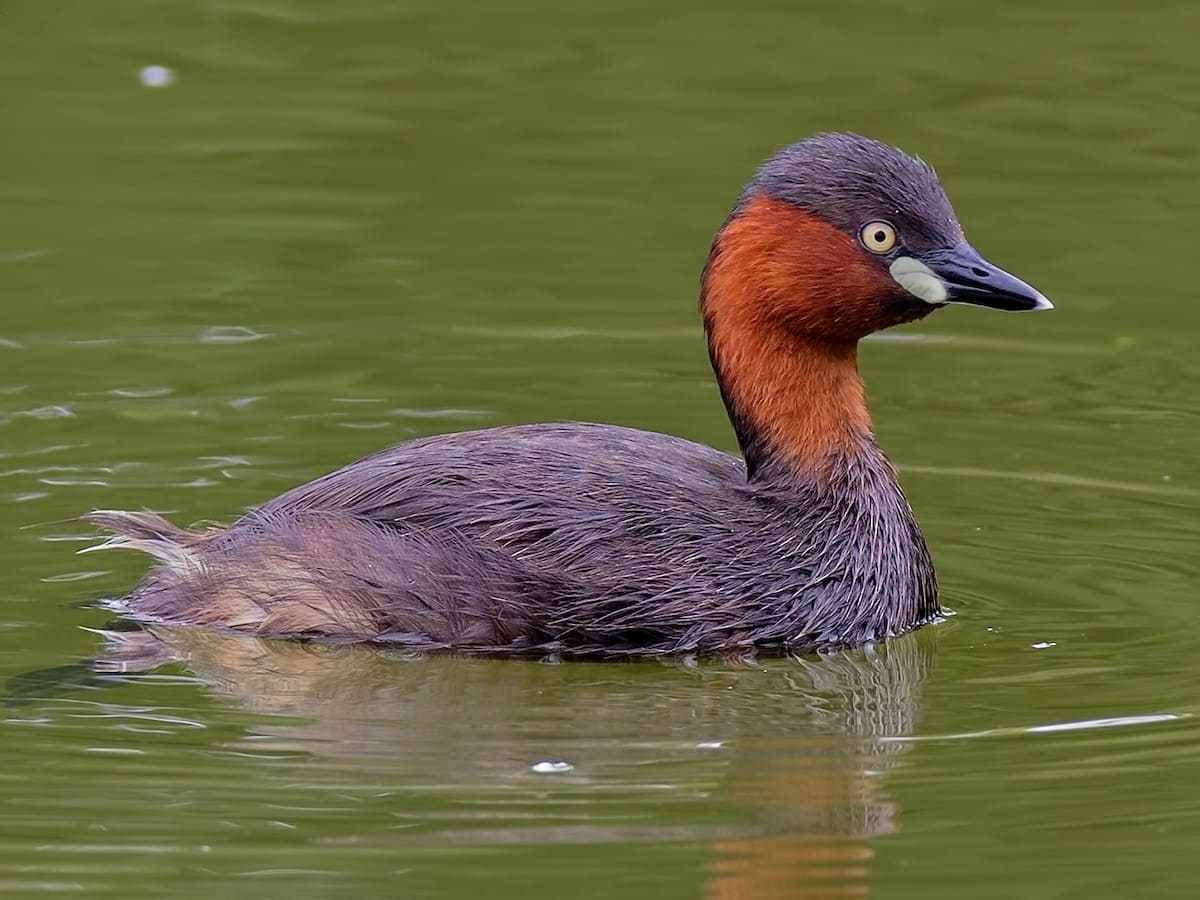 Little Grebe